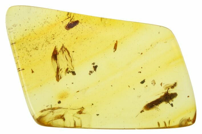 Polished Colombian Copal ( g) - Cicada Fossil! #281387